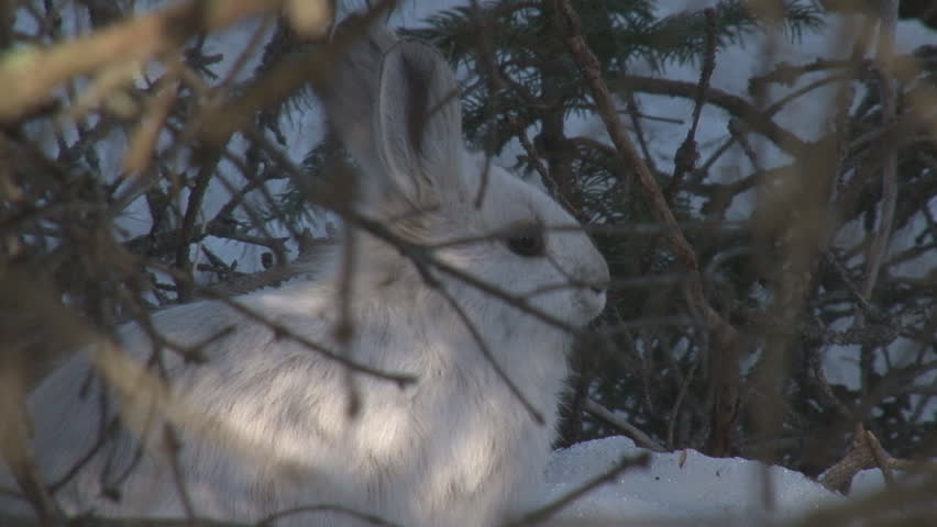 Snowshoe hare in snow, hunkering down under a tree in some brush, then zipping