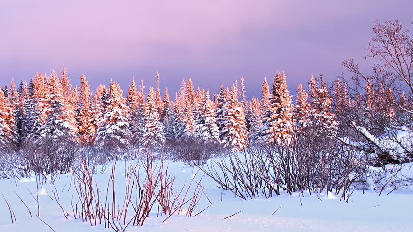 Time lapse of wintry spruce forest glowing in evening sunlight, becoming darker.