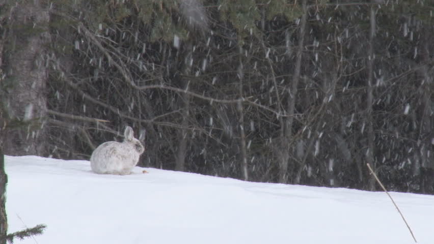 Snowshoe hare in snow, snow falling, nibbling on a tidbit.