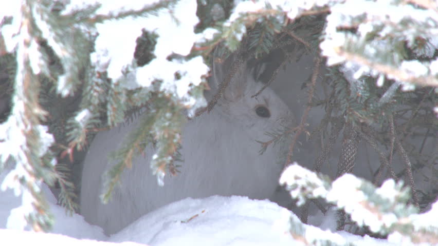 Snowshoe Hare in Snowy Hiding Place Runs Away