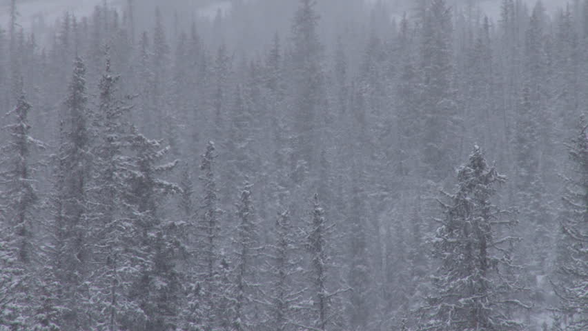 Zoom out from dark snowy spruce forest to wide shot of wintry valley with dead