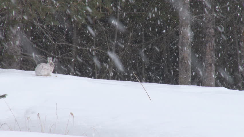 Snowshoe hare in snow, alert, and then running away.