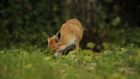 Wild Red Fox (Vulpes vulpes) feeding in a field at the edge of a wood.