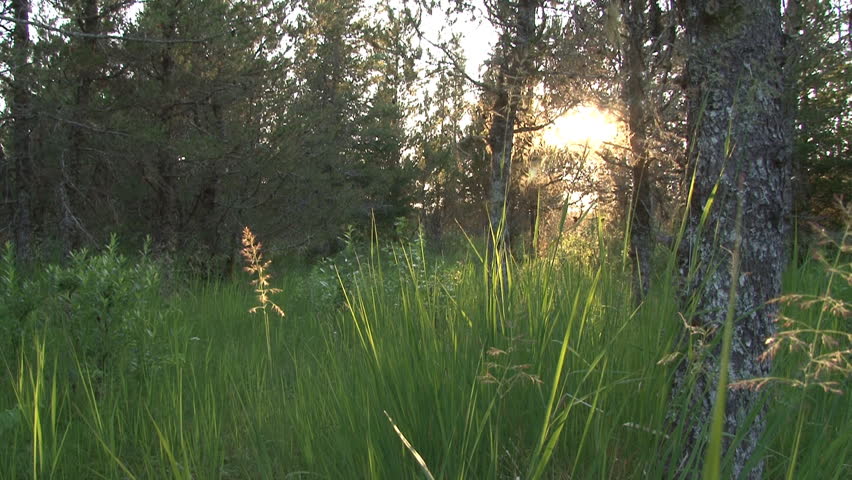 Late afternoon (or morning) sunlight illuminating green grasses growing in a