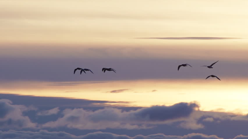 Six Gulls in Formation Above Sunset Clouds