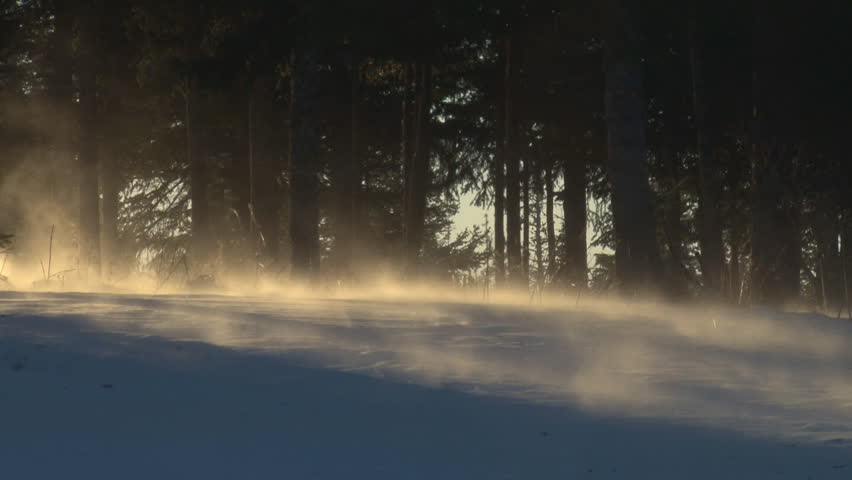 Sunlight slanting through forest illuminates swirling snow as it gets blown