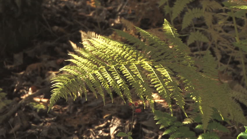 Slanting sunlight falls gently on a fern on the forest floor.