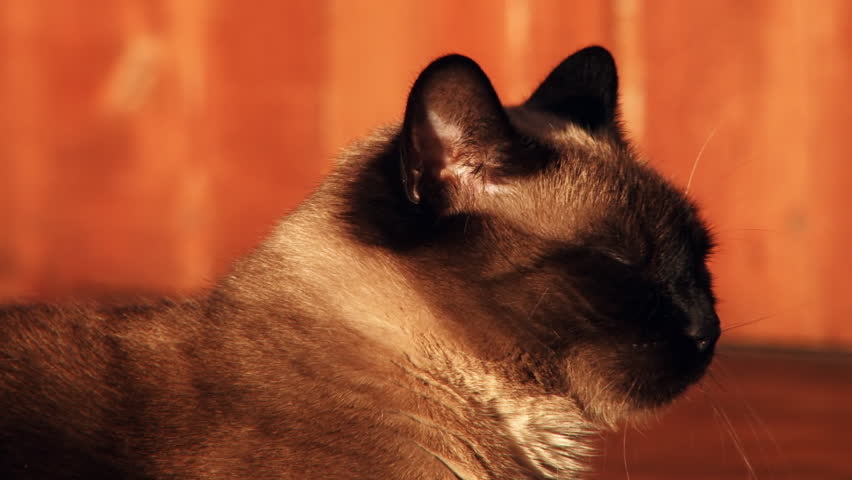 Sleepy Siamese cat relaxing in the late evening sun is startled, looking about