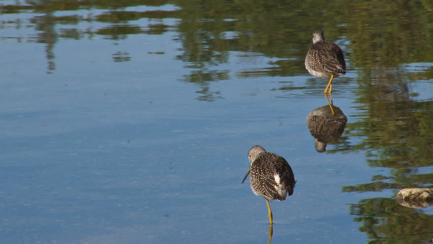 A pair of sandpipers preening themselves in the shallows of the lake in the