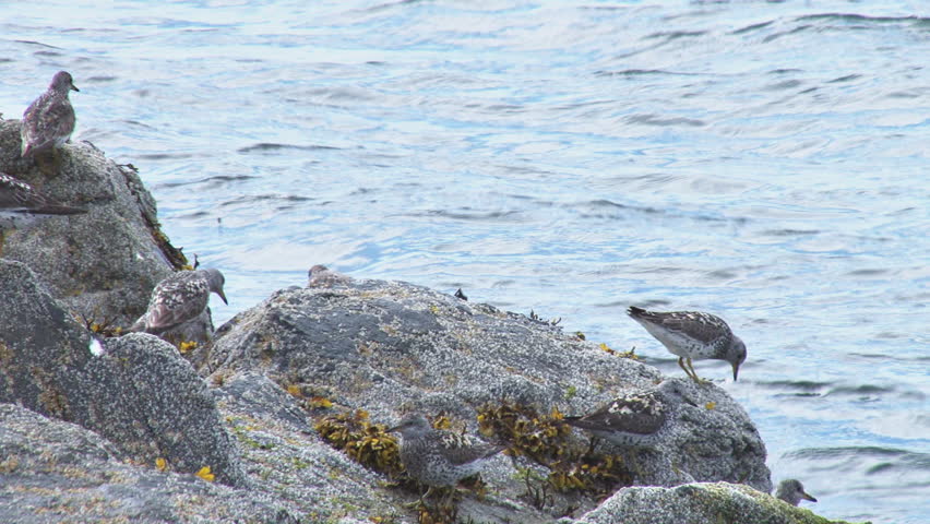 Shorebirds on Rocks