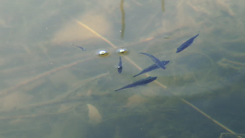Slow pan following small baby fish swimming and competing for morsels of food in