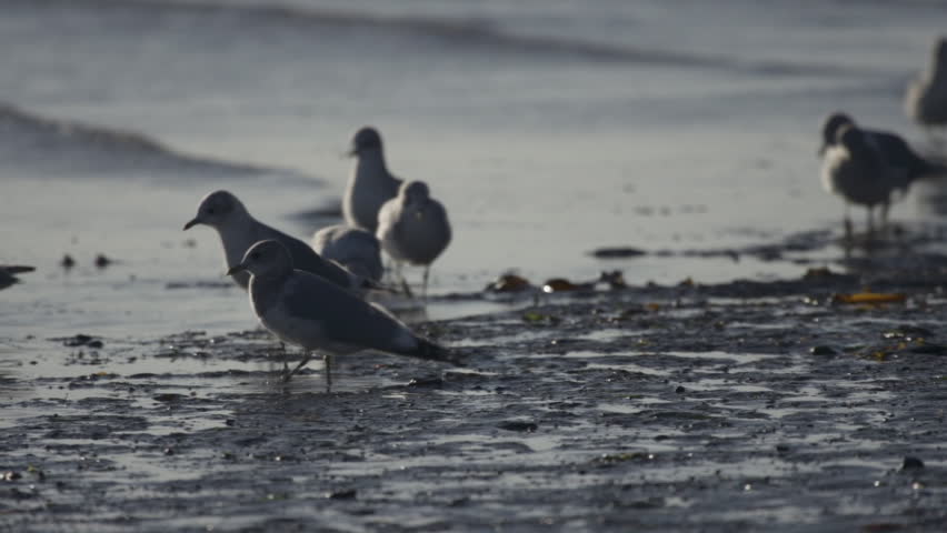 Small group of gulls strutting around in small shallow waves of tidal mud flats,