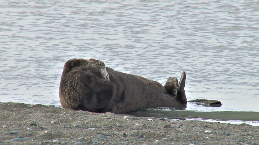Sea otter rubbing its fur on shore.