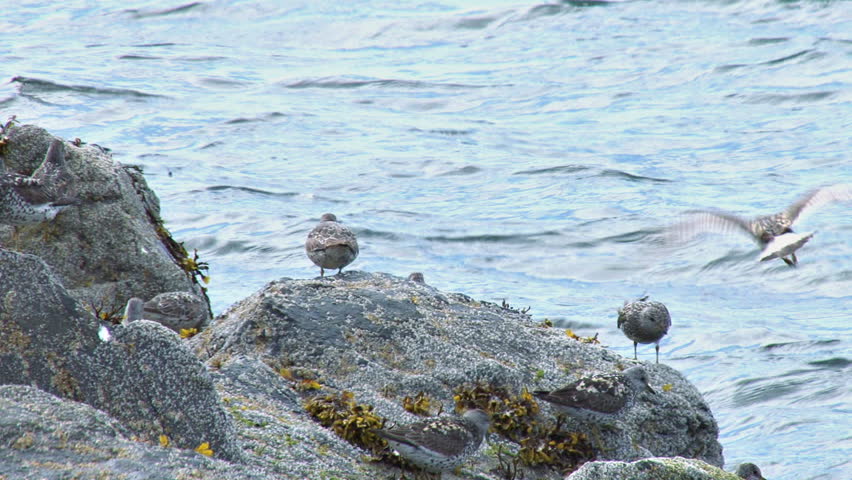 A flock of shore birds (sandpipers) moving from rock to rock, flying away.