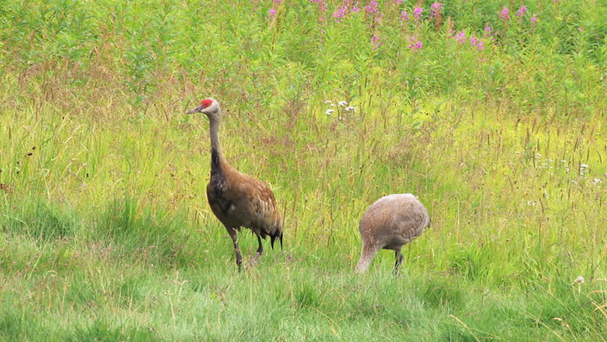 Mother sandhill crane and colt in a meadow, a couple weeks before the yearly
