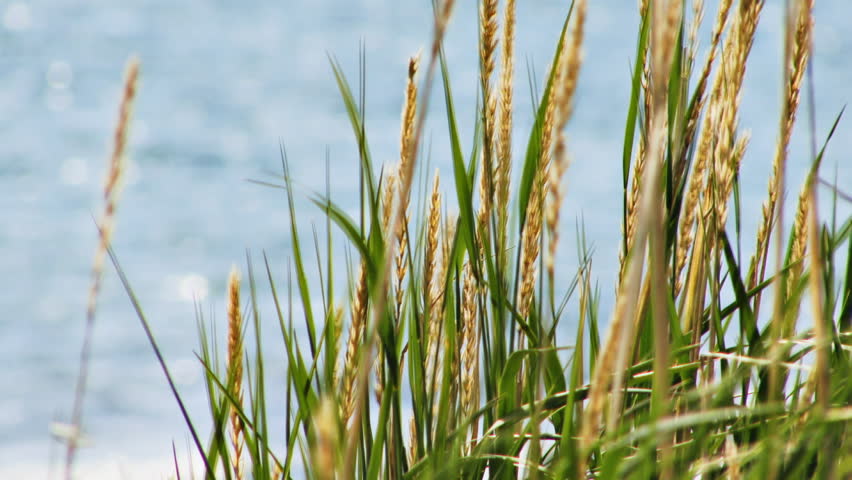 Summertime grasses and tassels waving in sea breeze off shore.