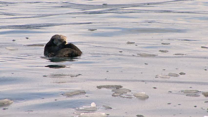 Amidst floating ice, a sea otter grooms its insulating fur while floating