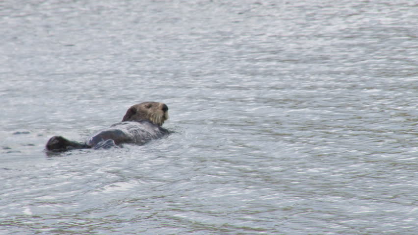 Sea Otter Rolling and Aerating Fur