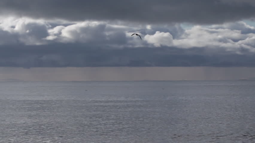 A sea gull flies gracefully through the air. Location: Looking west over