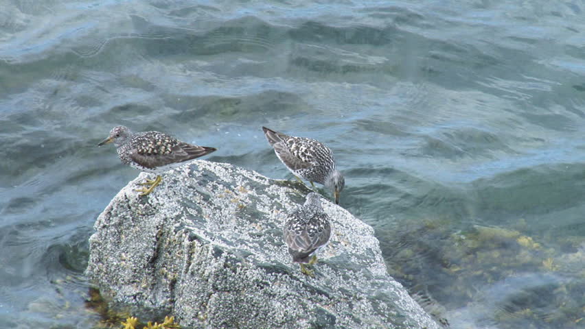 Three seabirds (sandpipers) on a rock in waves.