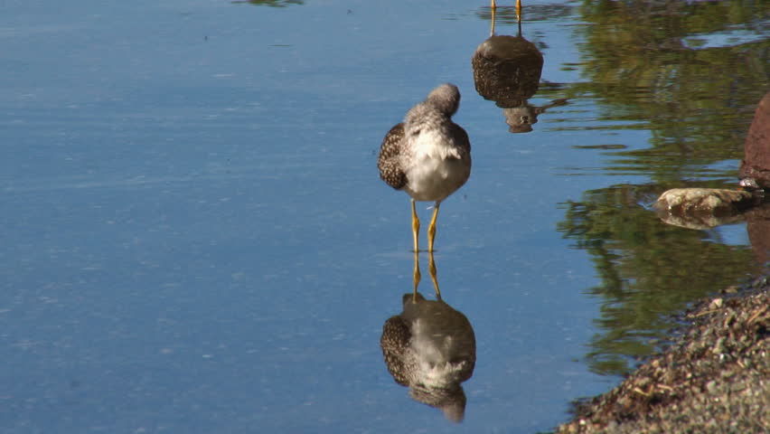 A pair of sandpipers in the shallows of a lake.