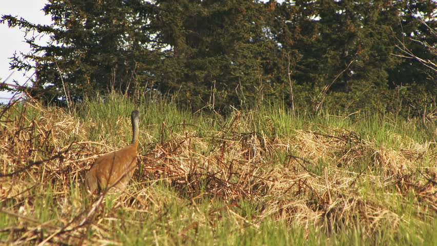 A lone sandhill crane stalking through Alaskan meadow near forest in Homer.