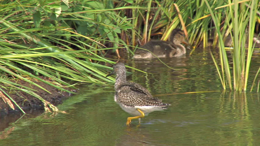 Sandpipers and Ducklings at Lakes Edge