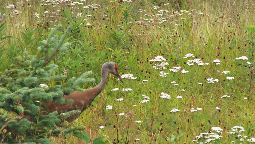 Sandhill Crane Stalking through meadow