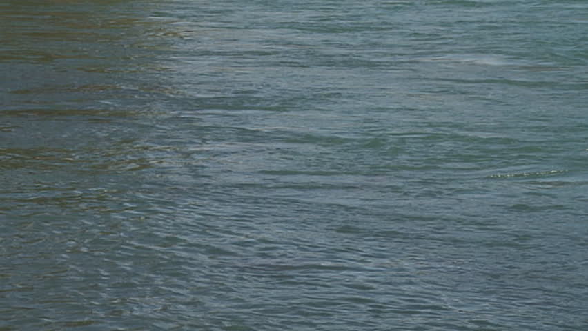 Sockeye salmon jumping from glacier-melt waters of Kenai River
