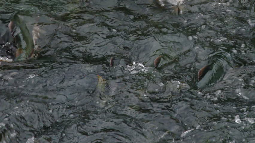 Salmon Writhing Spawn Upstream Splashing Churning close