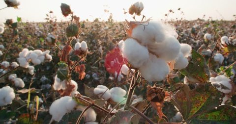 highest quality cotton is ready to harvest field at sunset