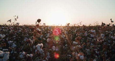a field of cotton ready to harvest at sunset