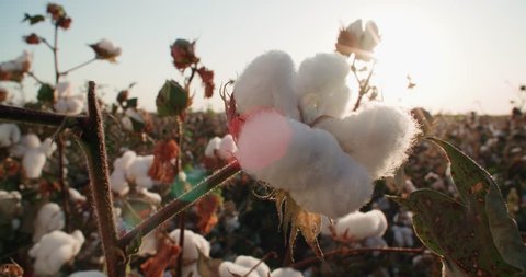 highest quality cotton is ready to harvest field at sunset