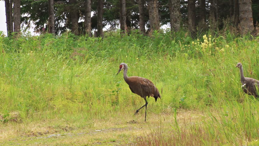 Two adult sandhill cranes and a youngling (colt) walking in their stately
