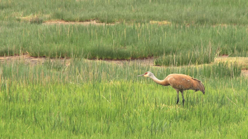 Adult sandhill crane foraging in marsh grass