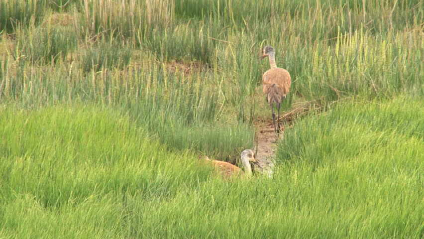 A mated pair of sandhill cranes calmly moving through the marsh.