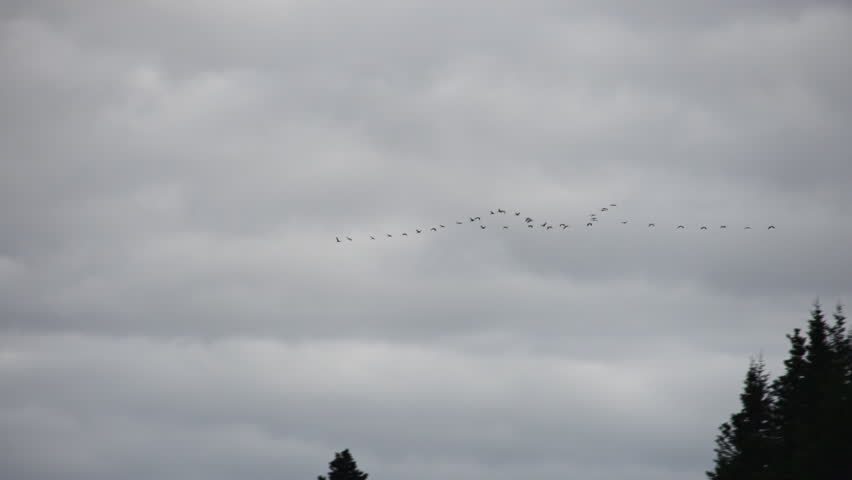Long shot on a cloudy, dark day in Alaska: Sandhill cranes heading south for the