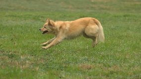 dog running and jumpin,slow motion.