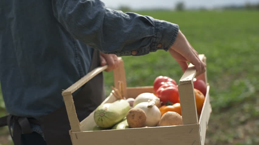 The farmer is holding a box of organic vegetables Royalty-Free Stock Footage #31262539