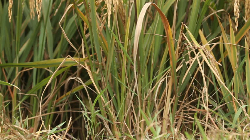 Golden mature paddy rice. China paddy rice field. - tilt up