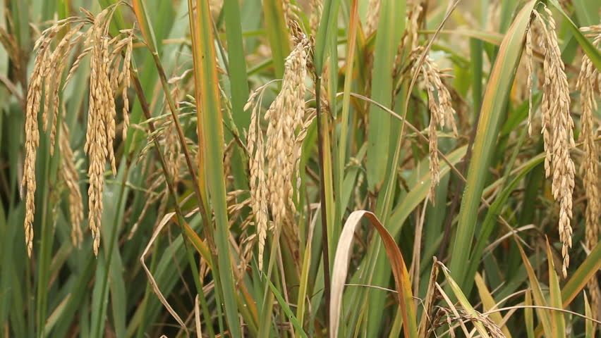 Golden mature paddy rice. China paddy rice field.