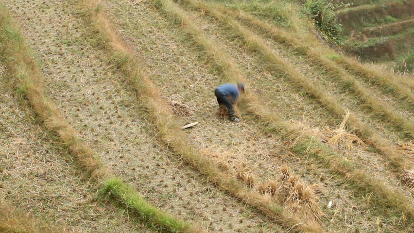 Time lapse of Farmer working in terraced paddy field - Longsheng, Guangxi