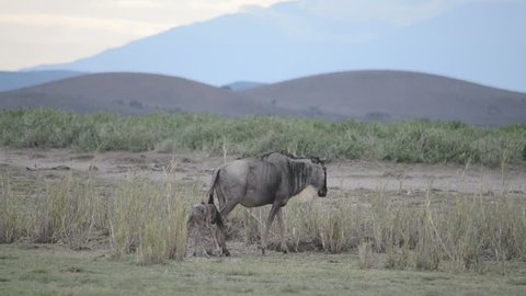 Wildebeest baby walks for the first time.