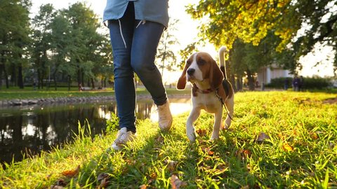 Cute young beagle dog walk after owner legs in park, beautiful sunny evening time, slow motion dolly shot. Long ears and tail in air, happy two stroll along grassy shore