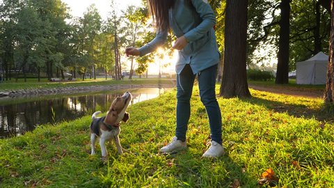 Young beagle dog readily stand on hind legs and sit vertically, owner woman give snack as reinforcement for obedience. Slow motion shot, beautiful sunny evening park area, green grass and dark trees