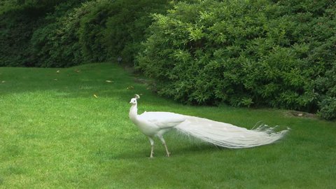 White peafowl on green lawn. Beautiful bird in the park.