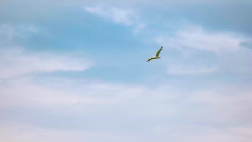 Gull In The Sky Bird Stock Footage Video 100 Royalty Free Shutterstock