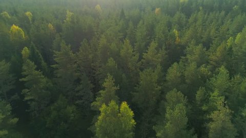 Bird's eye view of beautiful green forest at morning sunrise aerial shot