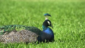 Sleepy peacock sitting on ground at Los Angeles County Arboretum & Botanic Garden