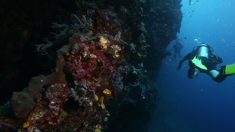 Scuba diving along soft and hard coral, vertical reef wall at Bunaken Island, Indonesia